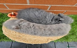 Lionhead rabbits for sale: Double Maned lionhead bunnies - Image 2