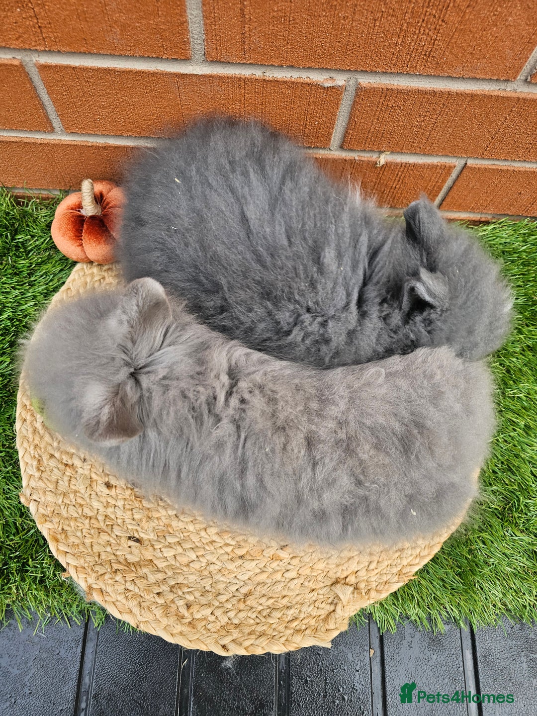 Lionhead rabbits for sale: Double Maned lionhead bunnies - Image 2