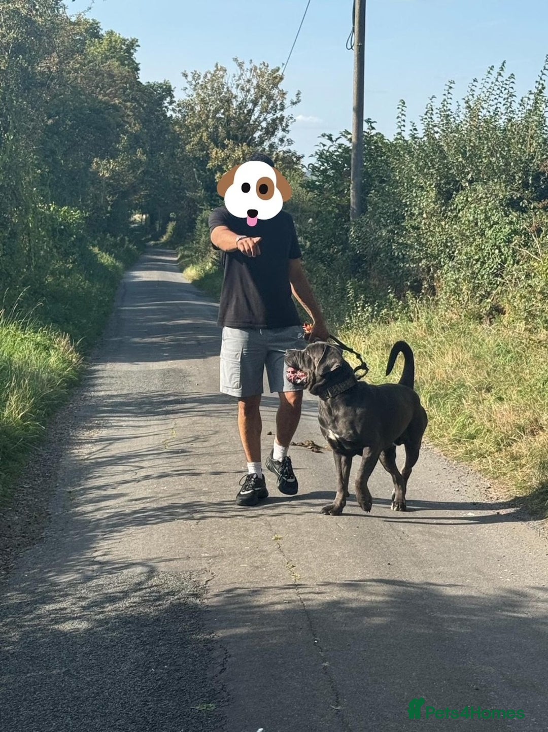 Cane Corso dogs for stud: Baloo  - Advert 4