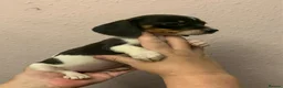 Miniature Dachshund dogs for sale: Beautiful rare piebald miniature dachshund puppies - Advert 15
