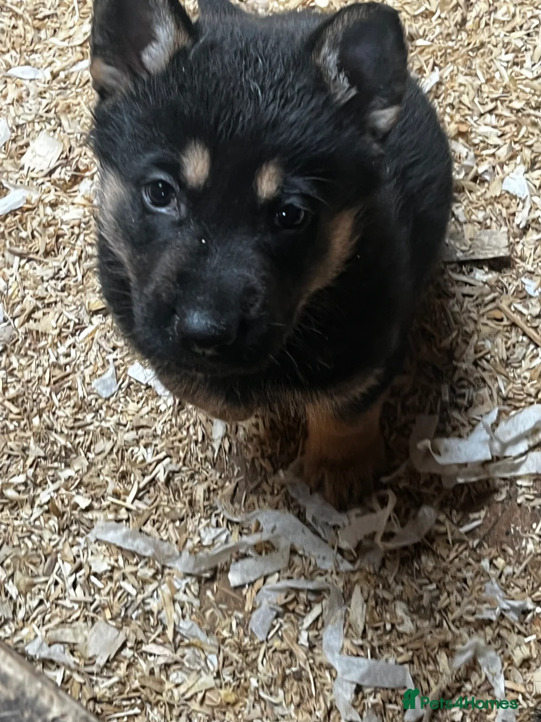 German Shepherd dogs for sale: Stunning Black and Tan German Shepard puppies - Advert 1