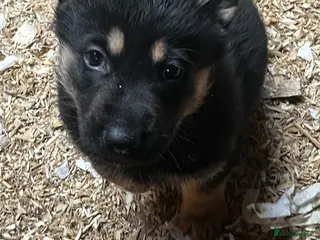 German Shepherd dogs Stunning Black and Tan German Shepard puppies - Advert 8