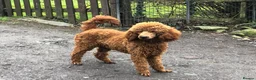 Labradoodle dogs for sale: Curly red Labradoodle F1b - Advert 13