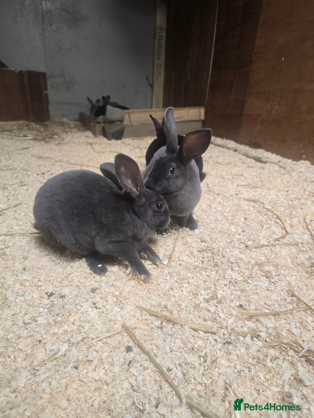 Rex rabbits for sale: Velvet Rex Rabbits  - Image 3