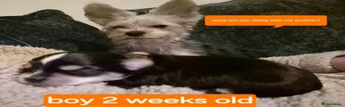 Morkie Puppy 6