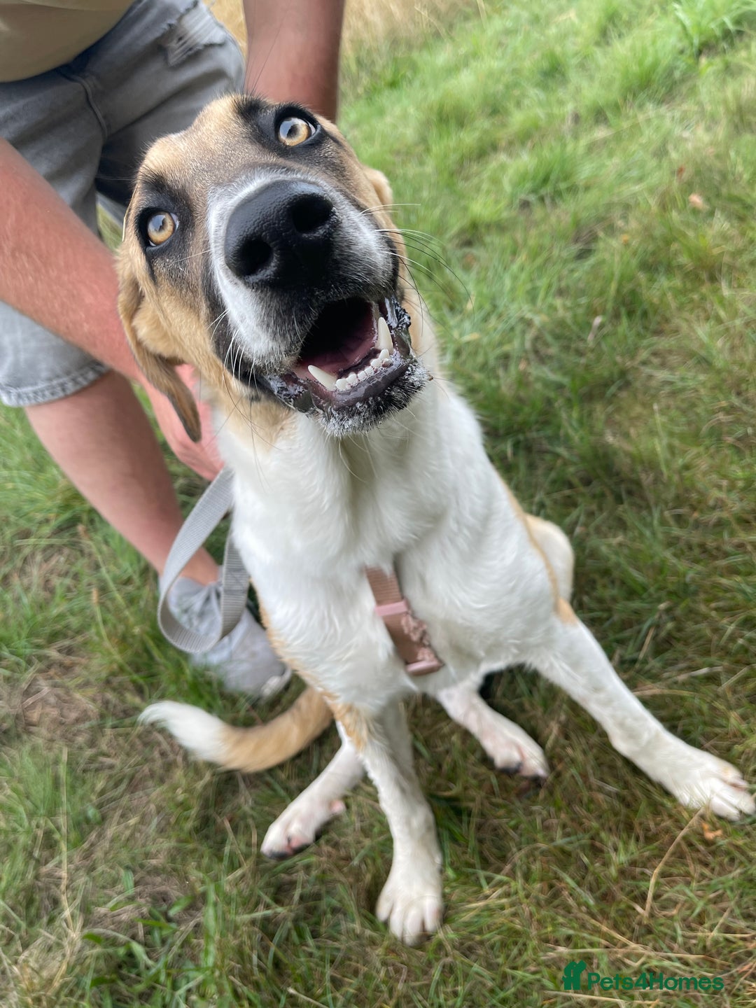 Mixed Breed dogs for sale: Honey the Romanian rescue🧡 - Image 8