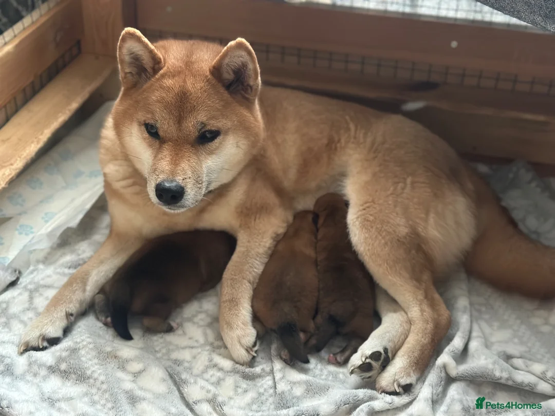Japanese Shiba Inu dogs for sale: KC-Certified Shiba Inu puppies. 100% Pure blooded. - Advert 1
