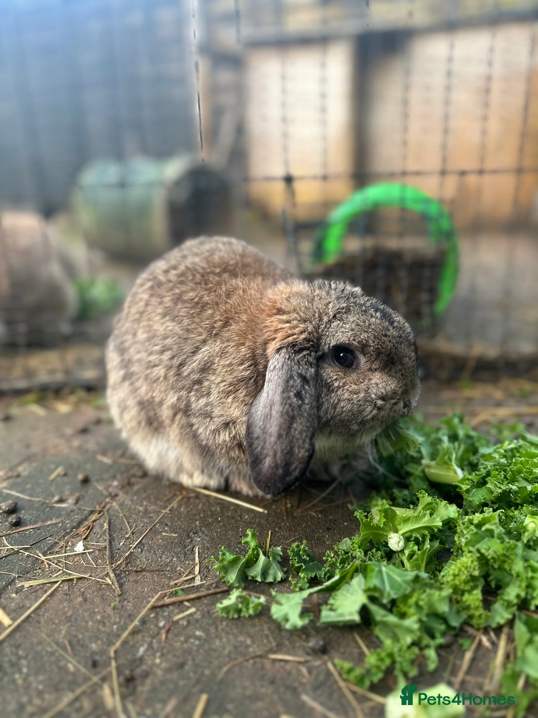 Mini Lop rabbits for sale: Beautiful Male Mini Lop for Sale - Advert 3