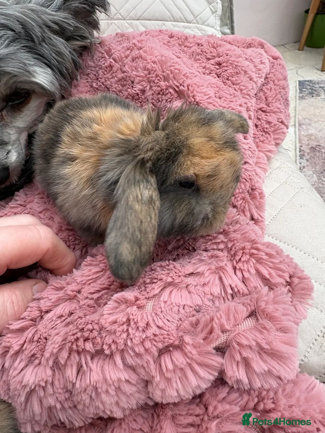 Mini Lop rabbits for sale: Vaccinated/raised indoors, mini lops and lion lop  - Advert 1