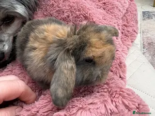 Mini Lop rabbits Vaccinated/raised indoors, mini lops and lion lop - Advert 11