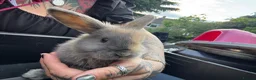 Harlequin rabbits for sale: Gorgeous harlequin mini lops - Advert 33