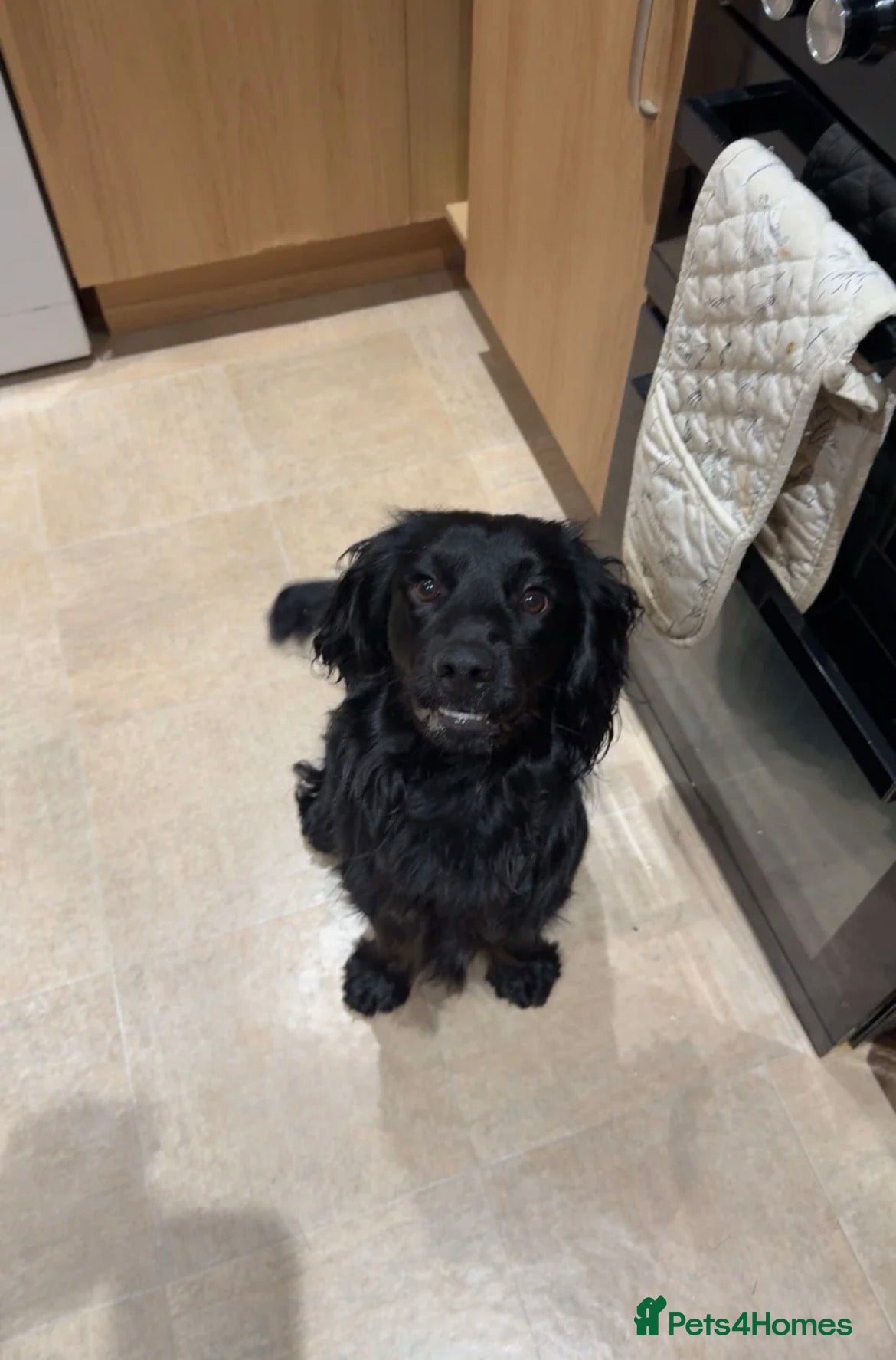 Cocker Spaniel dogs Beautiful boy cocker spaniel  in Exeter - Advert 16