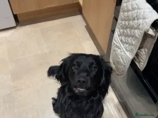 Cocker Spaniel dogs Beautiful boy cocker spaniel in Exeter - Advert 16