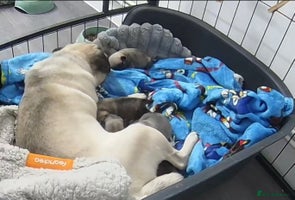 Pug dogs Pug puppies x3 girls left - Advert 8