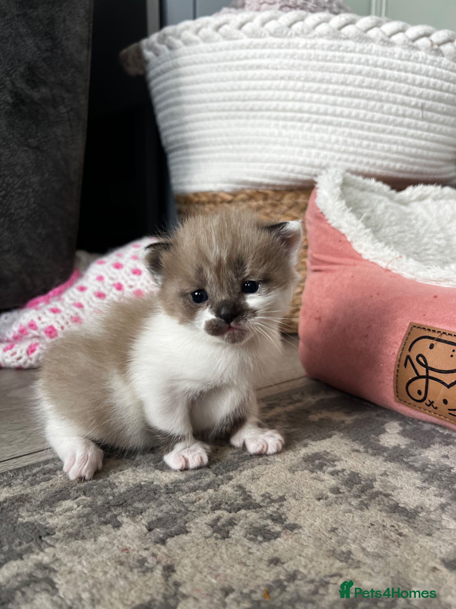 Ragdoll cats One female Ragdoll left ready to go June 28th - Advert 14