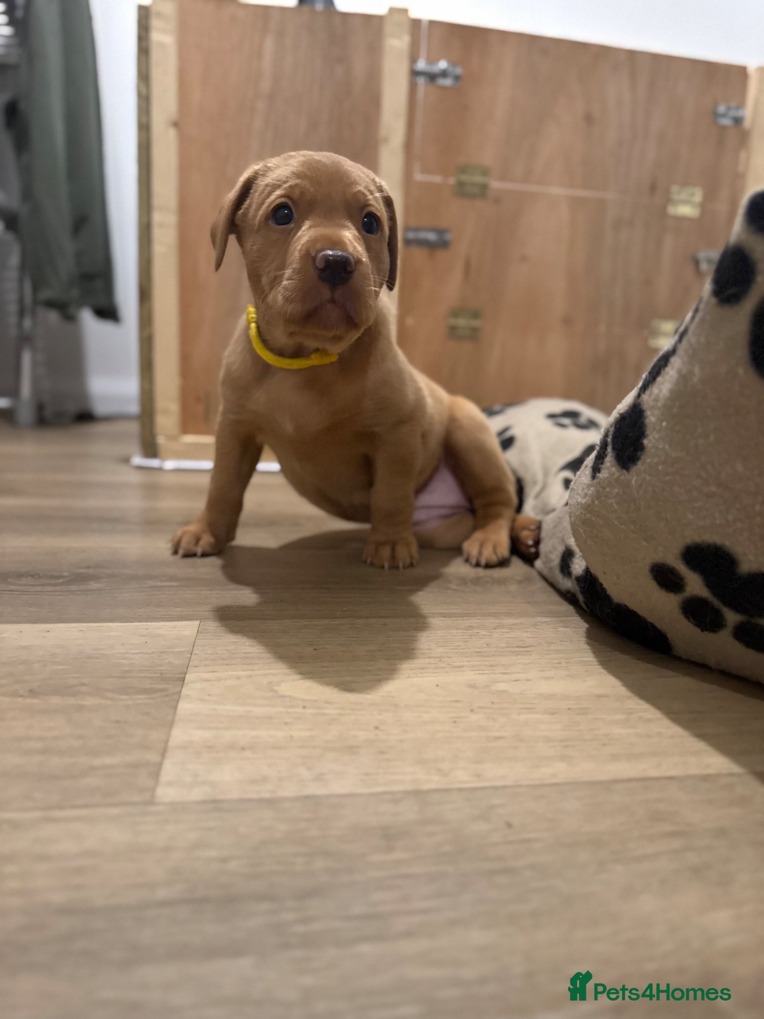 Labrador Retriever dogs Beautiful Red Fox Labrador puppies (only 2 left)  - Advert 9
