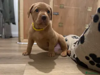 Labrador Retriever dogs Beautiful Red Fox Labrador puppies (only 2 left) - Advert 9