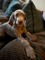 Weimaraner dogs - Advert 1