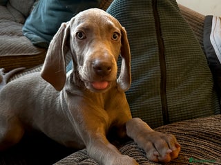 Weimaraner dogs - Advert 10