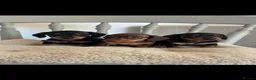 Miniature Dachshund dogs for sale: Kc registered miniature dachshund puppies  - Advert 3