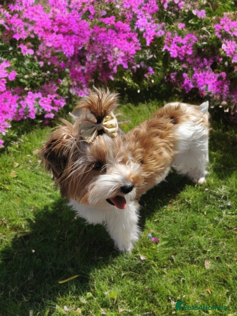 Yorkshire Terrier dogs Posh puppies😍 colored Yorkshire terrier  - Advert 4