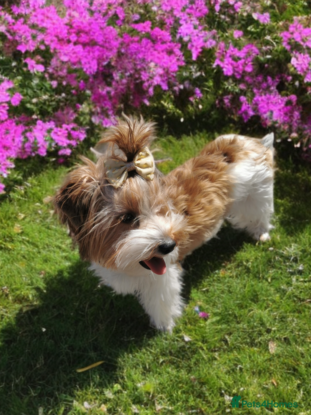 Yorkshire Terrier dogs for sale: Posh puppies😍 colored Yorkshire terrier  - Advert 7