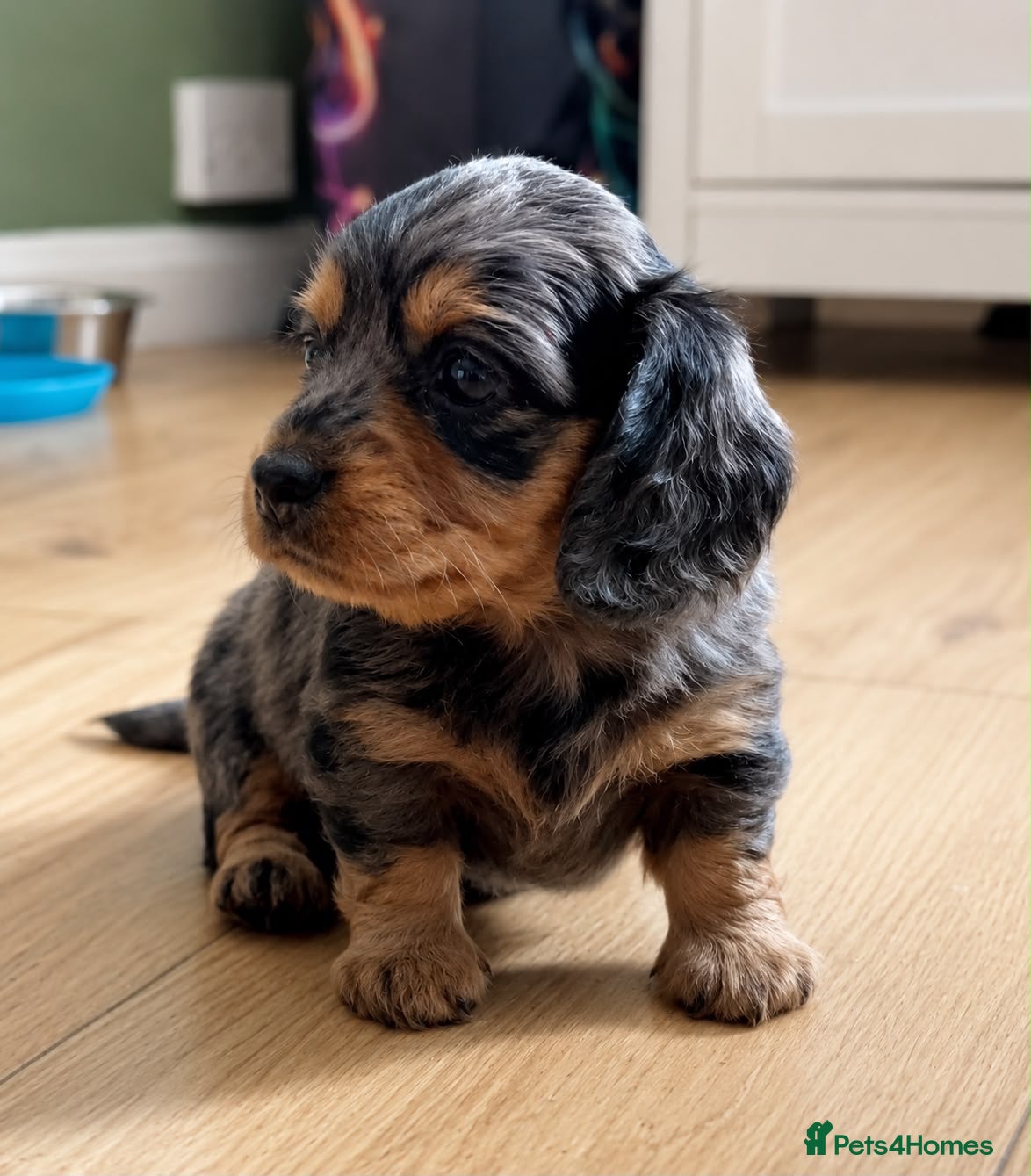 Miniature Dachshund dogs Longhair Miniature Dachshund - Advert 17