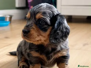 Miniature Dachshund dogs Longhair Miniature Dachshund - Advert 17