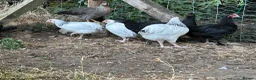 Chickens poultry for sale: French Moran/pekin bantam  - Advert 6