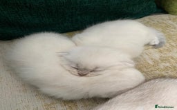 Scottish Fold cats for sale: Scottish Fold Kittens - Image 24