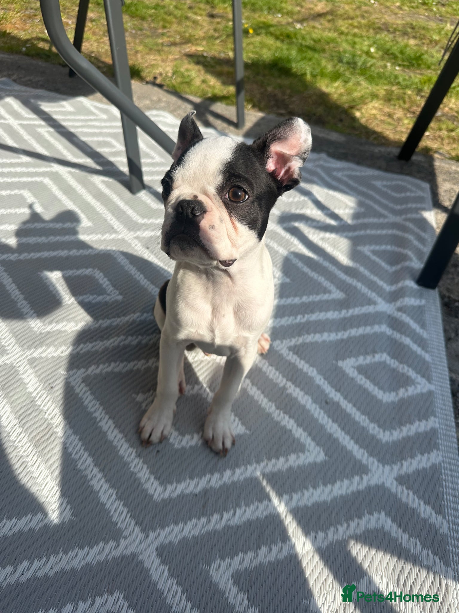 Boston Terrier dogs Boston Terrier pup my beautiful boy  🥹💙 - Advert 8