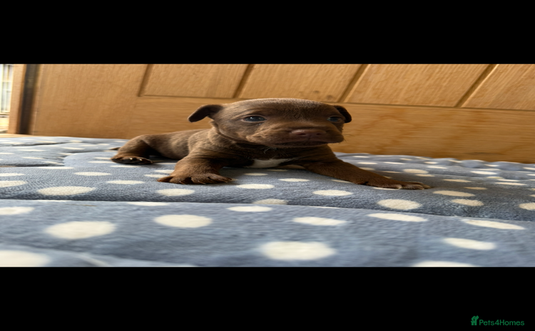 Patterdale Terrier dogs - Advert 1