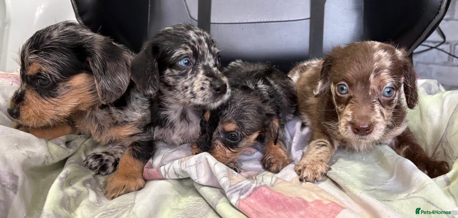 Doxiepoo dogs MERLE DOXIEPOOS BOTH PARENTS HEALTH TESTED  - Advert 2
