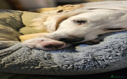 Golden Retriever dogs for sale: Outstanding Kc registered Golden Retriever babies  - Image 24