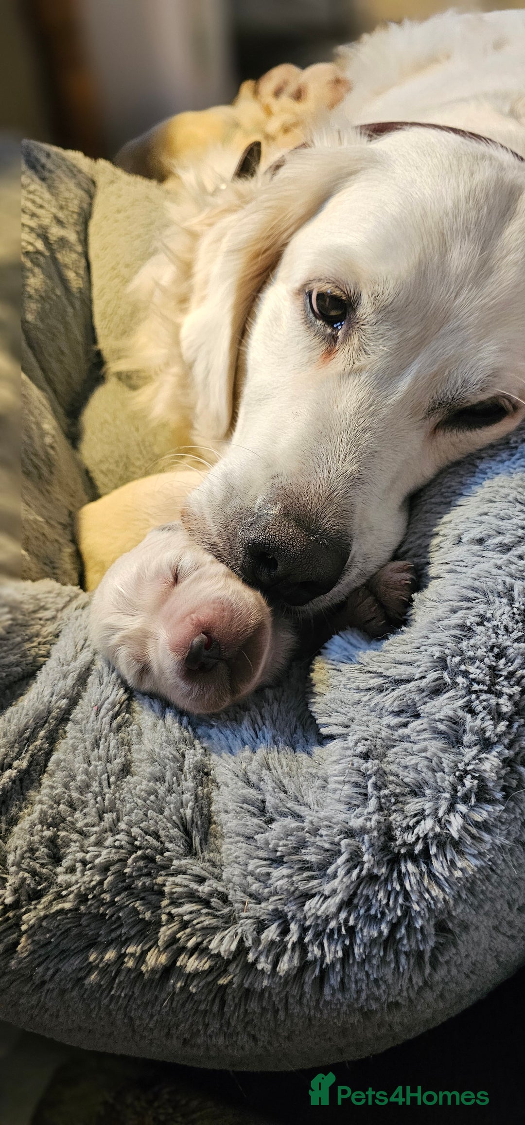 Golden Retriever dogs for sale: Outstanding Kc registered Golden Retriever babies  - Image 24