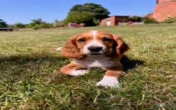 Cocker Spaniel dogs for sale: Working Coker spaniels  in Worcester - Image 2