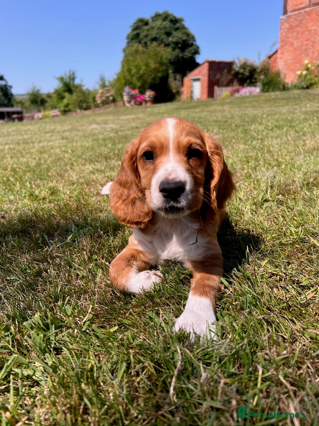 Cocker Spaniel dogs for sale: Working Coker spaniels  in Worcester - Image 2
