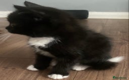 British Shorthair cats for sale: male British short haired black and white kittens  - Image 10