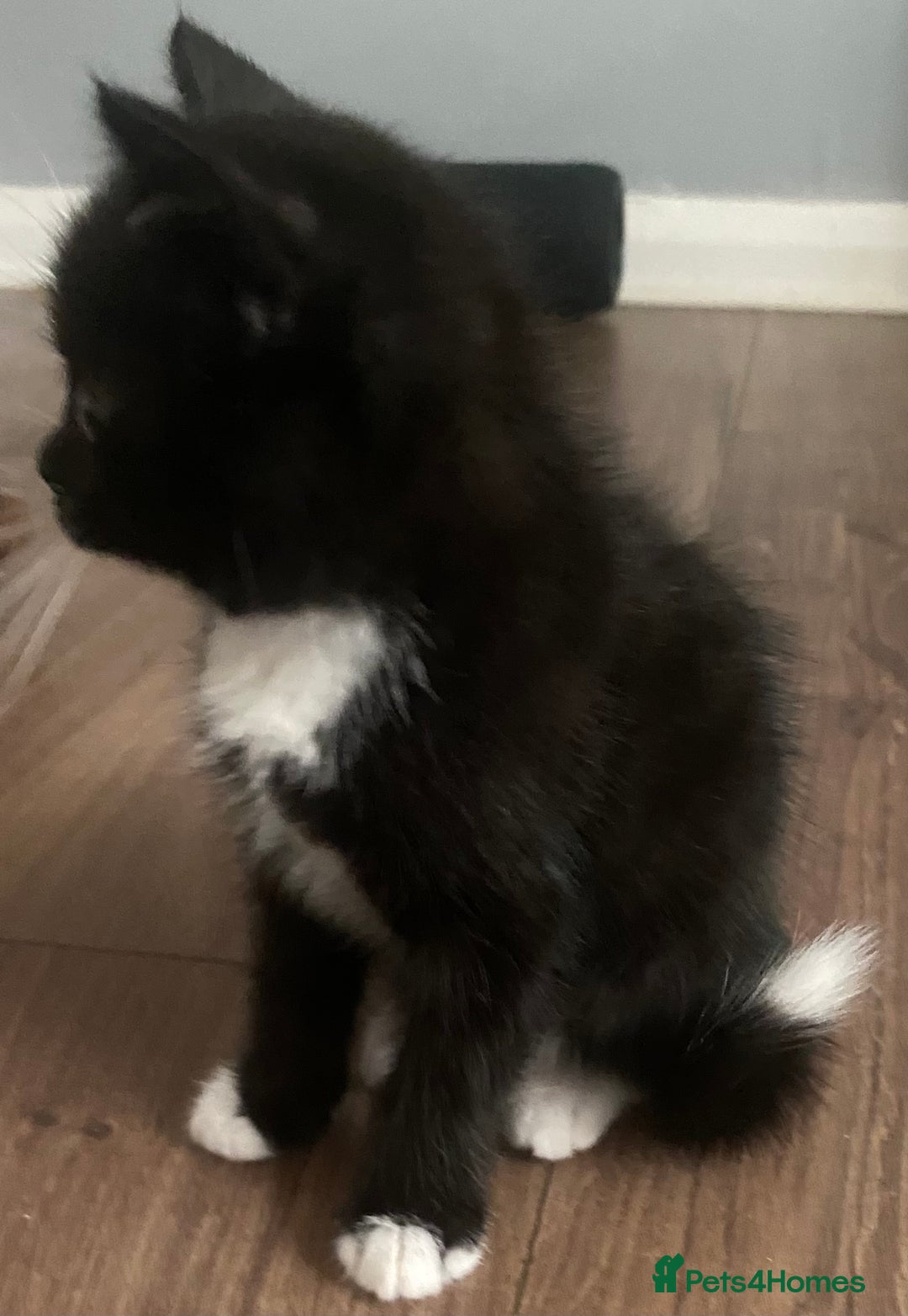 British Shorthair cats for sale: male British short haired black and white kittens  - Image 10