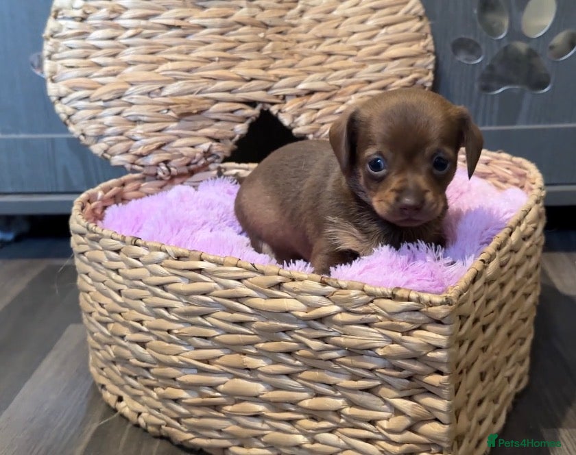 Chiweenie dogs Chiweenie pup. Chihuahua cross dachshund  - Advert 2