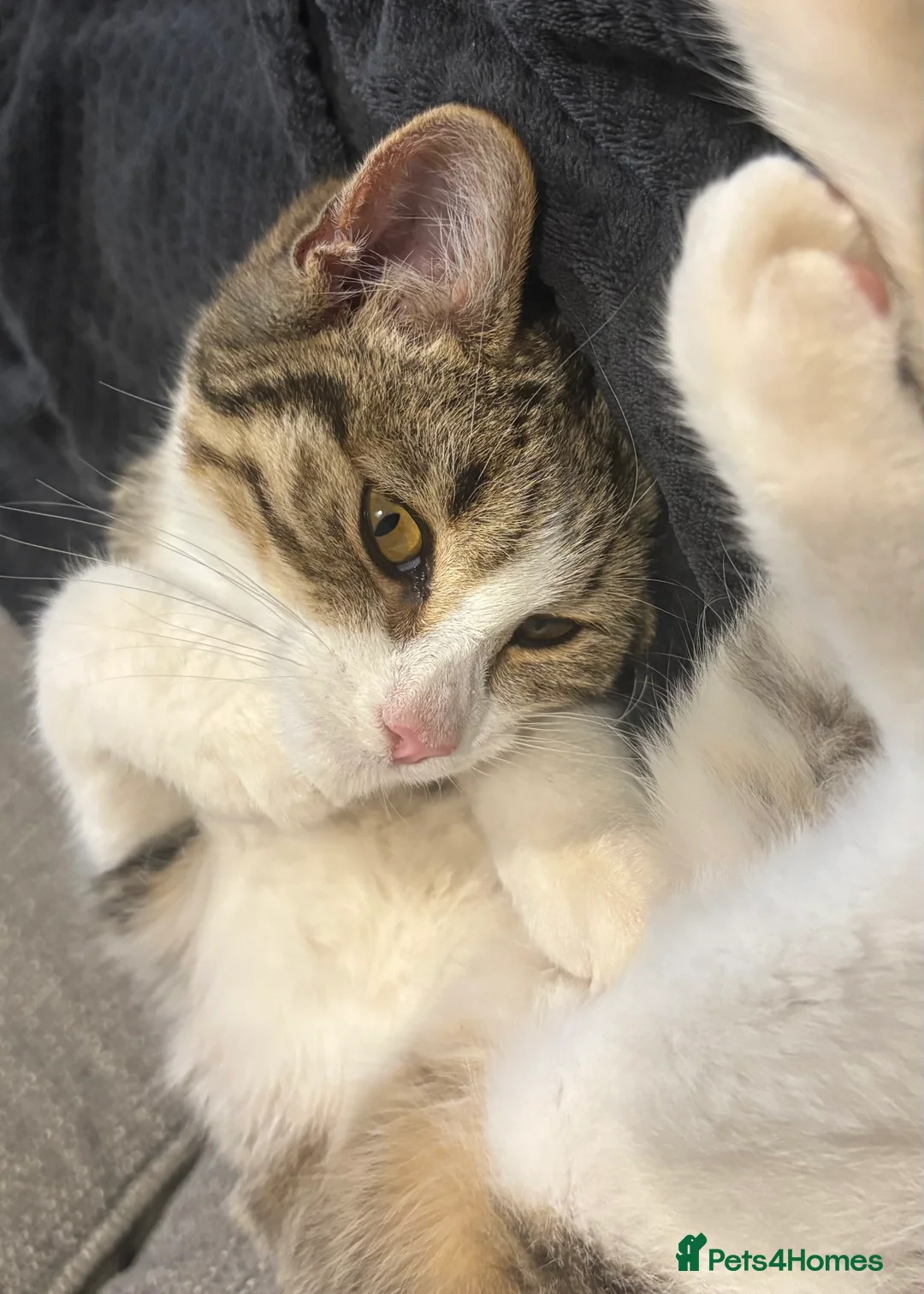 Mixed Breed cats for sale: Smithy🩵 - Advert 3