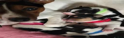 Jack Russell dogs for sale: Stunning Litter Traditional JRT Puppies 4M1F - Advert 11