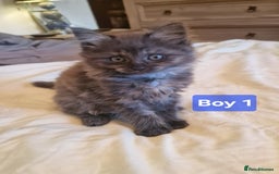 Maine Coon cats for sale: Gorgeous Half Maine Coon Boys and Girls  - Image 1