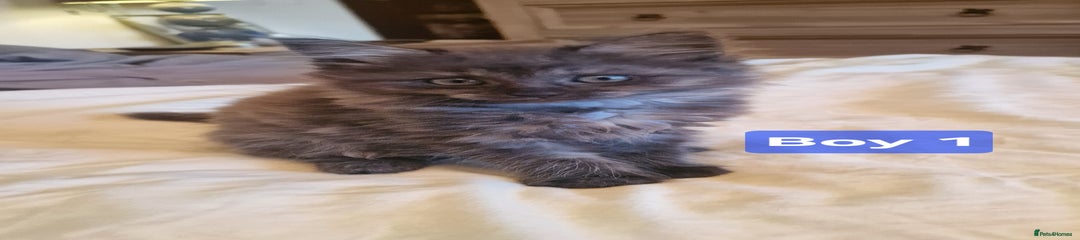 Maine Coon Kitten 1