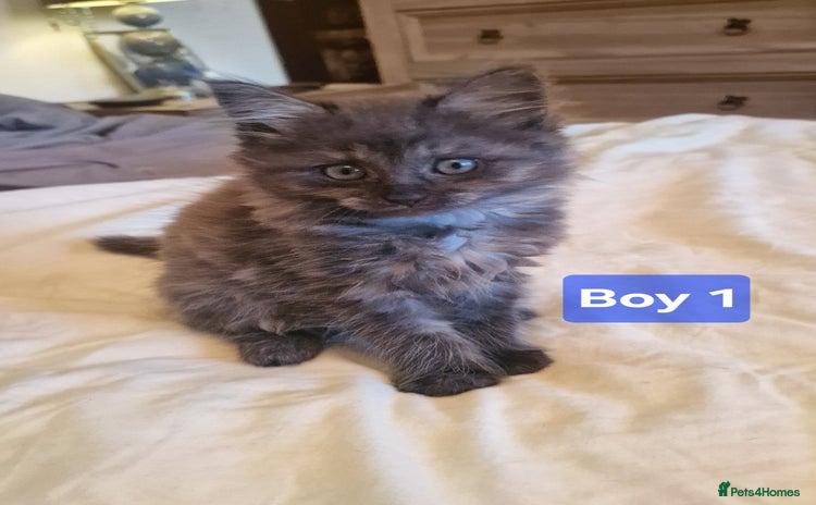 Maine Coon cats - Advert 2