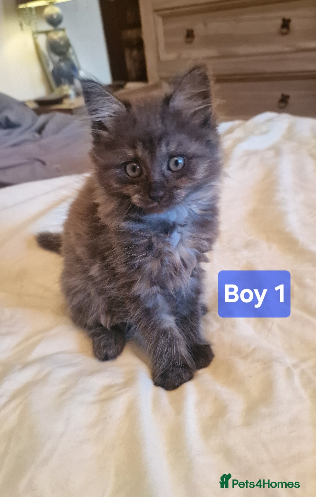 Maine Coon cats for sale: Gorgeous Half Maine Coon Boys and Girls  - Image 1