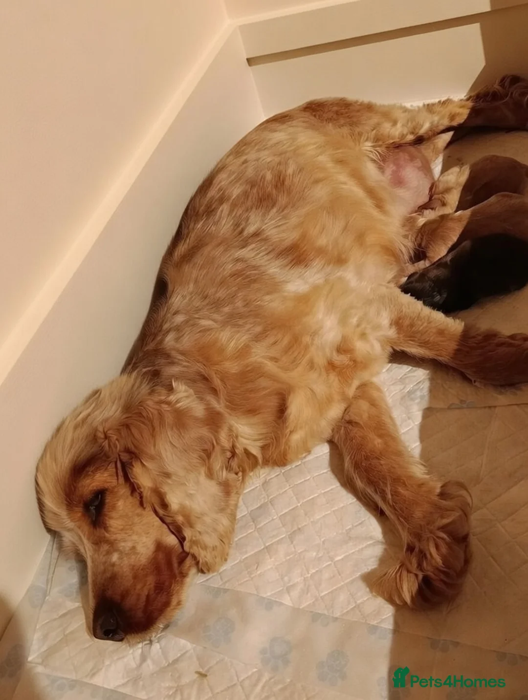 Cockapoo dogs for sale: F1 cockapoo puppies  - Advert 2