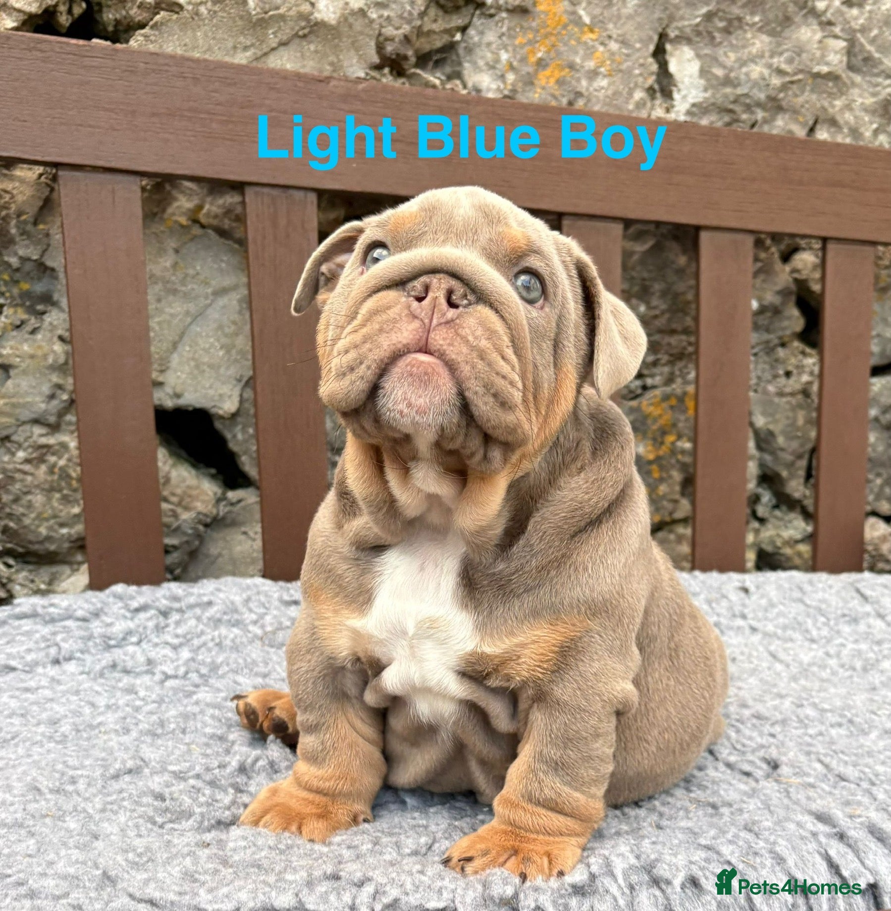 English Bulldog dogs Ready Today.. 1 boy 1 girl left ❤️💙 - Advert 11