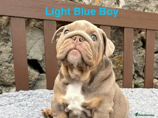English Bulldog dogs Ready Today.. 1 boy 1 girl left ❤️💙 - Advert 11