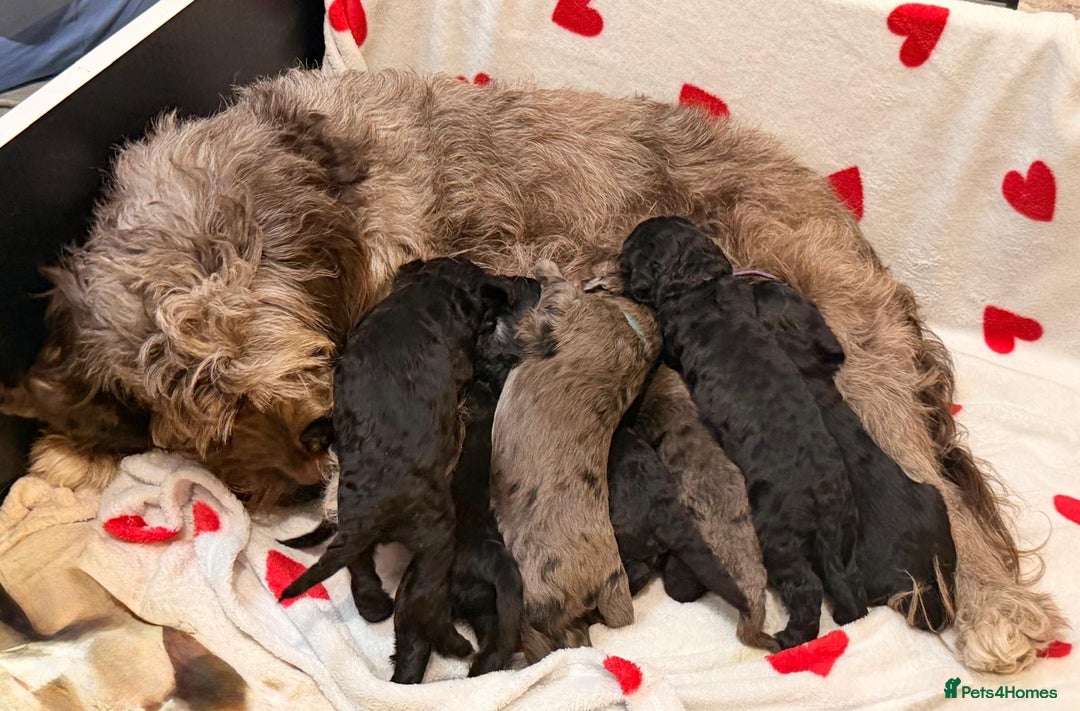 Cockapoo dogs for sale: Beautiful Merle Cockapoo puppies - Advert 13